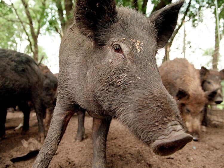A cross between domestic pigs and wild boars was intentionally bred in Canada. The resulting ‘super pigs’ escaped captivity and could be invading the US.