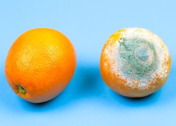 4 foods its safe to cut the mold off and eat and 4 it isn’t, according to a food safety expert