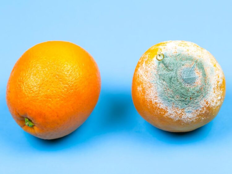 4 foods its safe to cut the mold off and eat and 4 it isn’t, according to a food safety expert