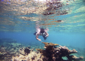 Scientists ID Caribbean sea urchin killer