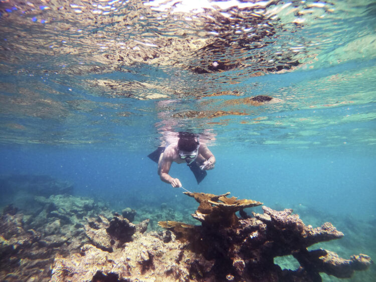 Scientists ID Caribbean sea urchin killer
