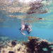 Scientists ID Caribbean sea urchin killer