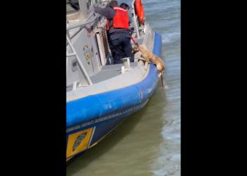 Police rescuing ‘dog’ struggling in river discover it was something else entirely
