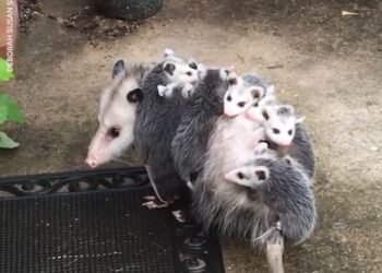 Are possums dangerous? They can be, but they’re also good for your backyard.