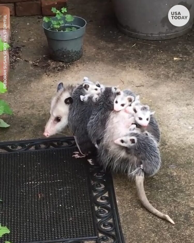 Are possums dangerous? They can be, but they’re also good for your backyard.