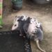 Are possums dangerous? They can be, but they’re also good for your backyard.