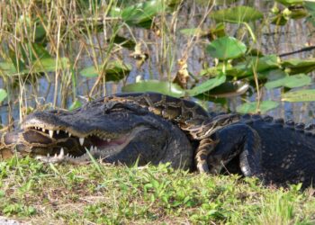 A Florida woman recorded an alligator body-slamming and devouring a python in the Everglades. The two beasts are warring more than ever, a Florida geoscientist says.