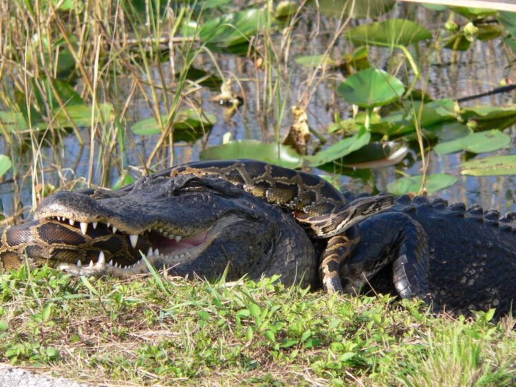 A Florida woman recorded an alligator body-slamming and devouring a python in the Everglades. The two beasts are warring more than ever, a Florida geoscientist says.