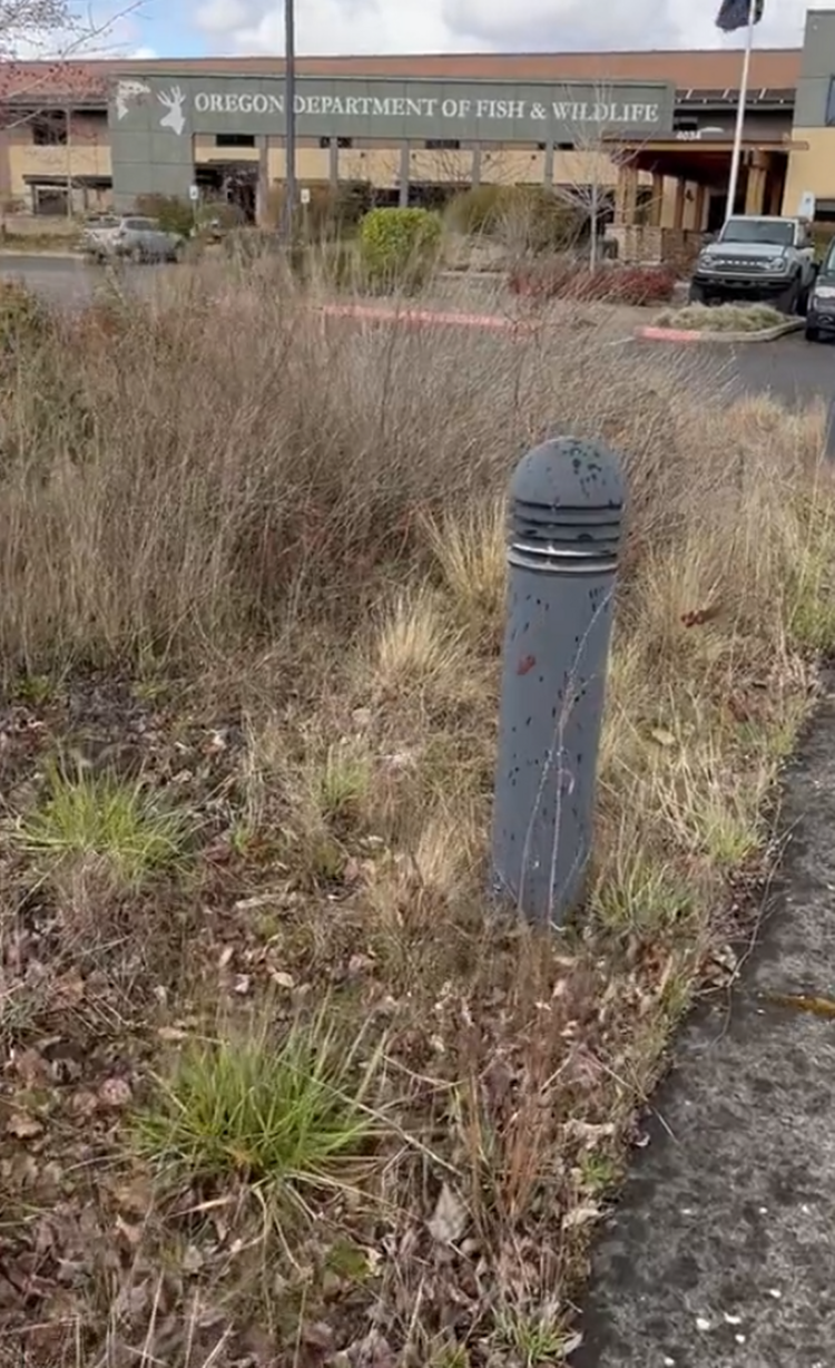 There’s an animal hiding in this video — and it serves as a reminder. Can you spot it?