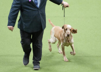 Dog co-owned by country’s Tim McGraw wins new breed at show