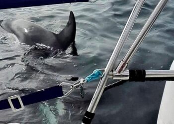 Sailors have a new way to stop killer whale attacks
