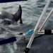 Sailors have a new way to stop killer whale attacks