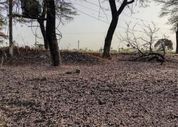 FAO warns of severe locust outbreak across 8 provinces in Afghanistan