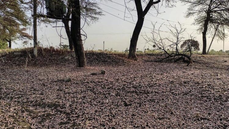 FAO warns of severe locust outbreak across 8 provinces in Afghanistan