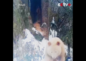 Rare creature – the only one of its kind – spotted wrestling in China, photos show