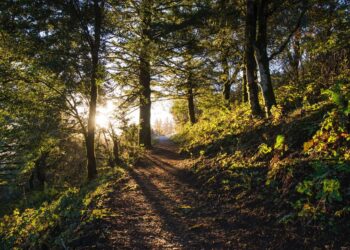 Rare albino creature startles jogger in Ohio park. See the ‘treasured surprise’