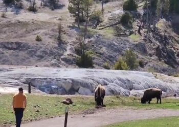 'I'm going to be a first responder': Nurse shocked as tourists try to touch bison