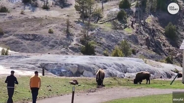 'I'm going to be a first responder': Nurse shocked as tourists try to touch bison