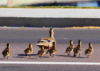A California man who got out of his car to help a family of ducks safely cross the road was killed by a teenage driver