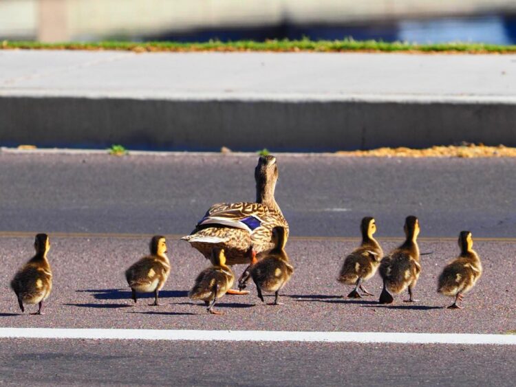 A California man who got out of his car to help a family of ducks safely cross the road was killed by a teenage driver