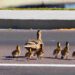 A California man who got out of his car to help a family of ducks safely cross the road was killed by a teenage driver