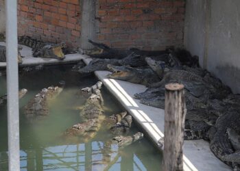 A farmer who fell in an enclosure of 40 crocodiles was ‘pounced’ upon by the reptiles and devoured, report says