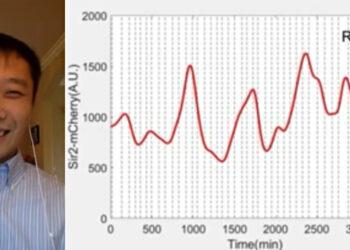 Chinese researchers at UCSD help discover way to potentially increase lifespan by 82%