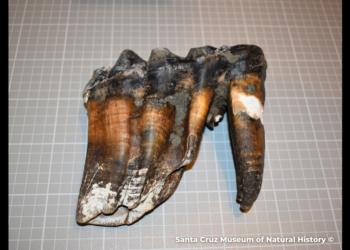 Runner didn’t know he nabbed ‘invaluable’ find on CA beach — until turning on the news