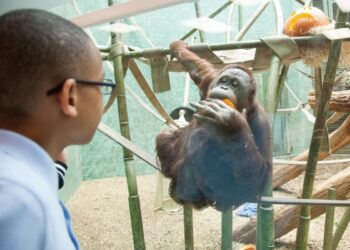 Orangutan at Kentucky zoo asks to see 3-month-old visitor. Watch what happens next