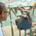 Orangutan at Kentucky zoo asks to see 3-month-old visitor. Watch what happens next