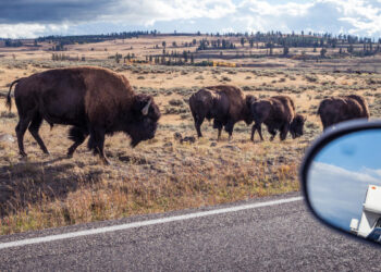 Yellowstone bison tears through tourists’ car tire like a knife through butter