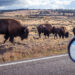Yellowstone bison tears through tourists’ car tire like a knife through butter