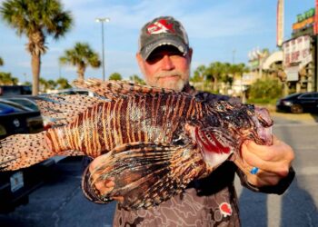 Divers catch a record 24,699 invasive lionfish in tournament off Florida’s Gulf Coast