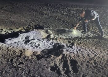 Large alligator on Florida beach was suspiciously still. It wasn’t what it seemed