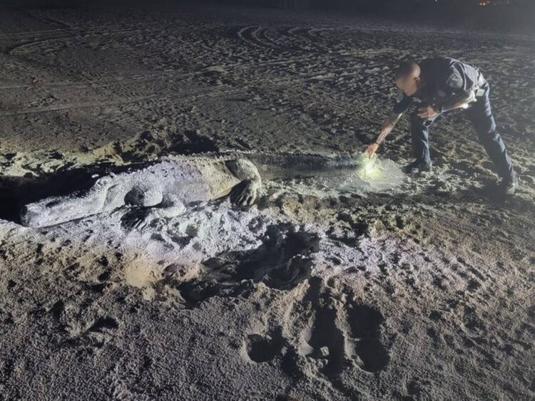 Large alligator on Florida beach was suspiciously still. It wasn’t what it seemed