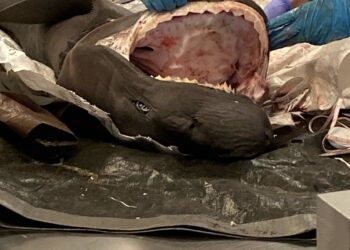 They can be the size of great white sharks and they swim in Puget Sound. Don’t catch them