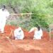 More bodies found as Kenya looks for cult victims