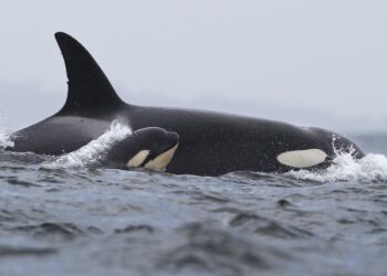 Orcas sank a third boat. Scientists think these ‘brutal’ attacks may be trauma-driven.