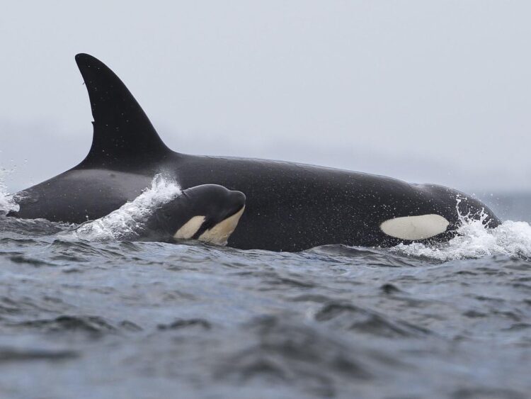 Orcas sank a third boat. Scientists think these ‘brutal’ attacks may be trauma-driven.