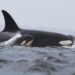 Orcas sank a third boat. Scientists think these ‘brutal’ attacks may be trauma-driven.