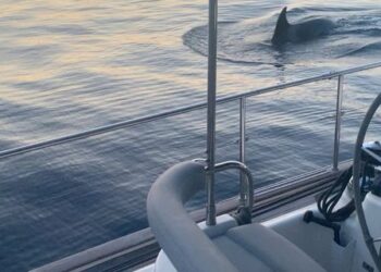Killer whales wreck boat in latest attack off Spain