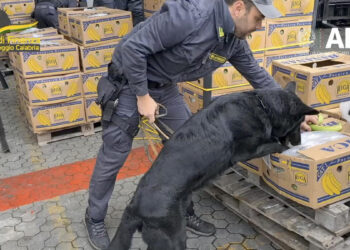 Italian police dog with fine nose for cocaine sniffs out drugs hidden in banana shipment
