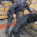 Italian police dog with fine nose for cocaine sniffs out drugs hidden in banana shipment
