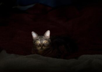 An elusive cat ‘terrorizing’ a Florida neighborhood has sent 2 injured people to the emergency room