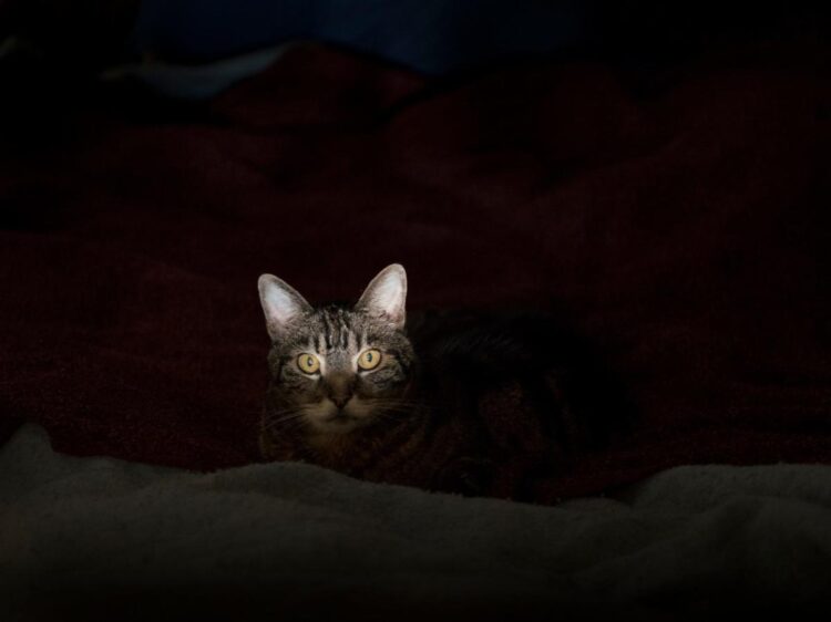 An elusive cat ‘terrorizing’ a Florida neighborhood has sent 2 injured people to the emergency room