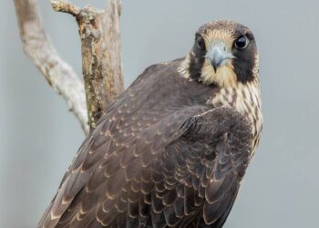 See the dramatic moment a falcon snatched a puffin out of the sky. ‘Absolutely nuts’