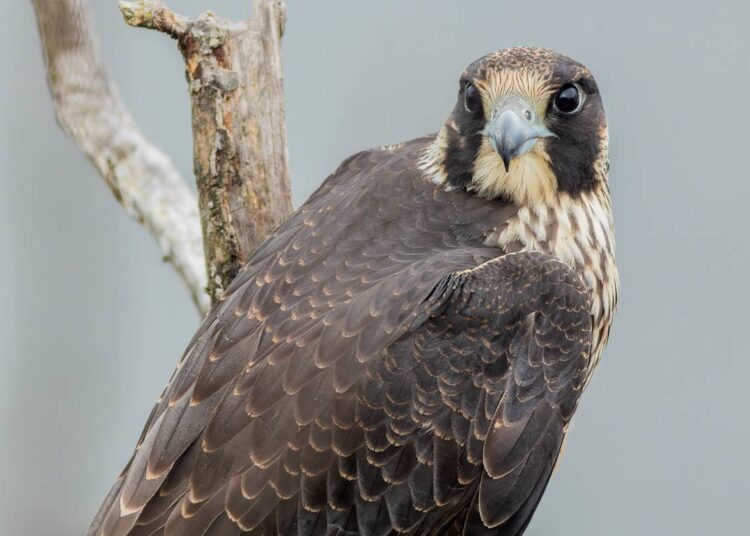 See the dramatic moment a falcon snatched a puffin out of the sky. ‘Absolutely nuts’