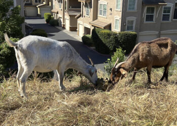 California overtime law threatens use of grazing goats to prevent wildfires