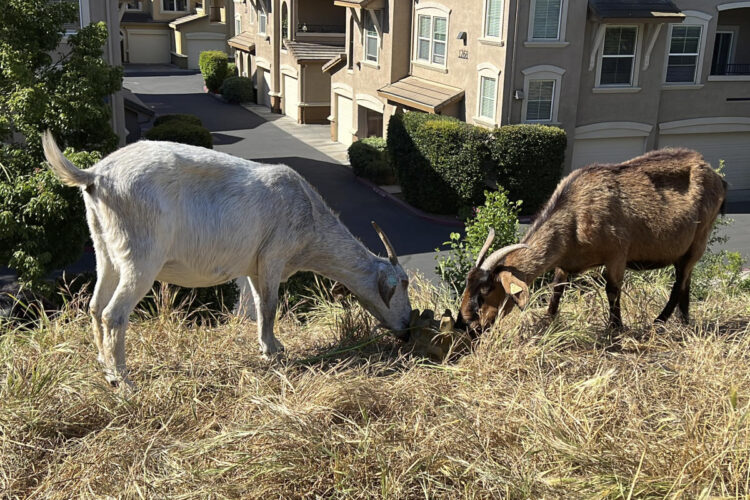 California overtime law threatens use of grazing goats to prevent wildfires