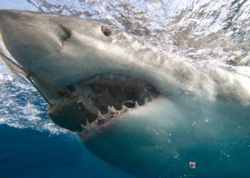 Massive 1,189-pound great white shark spotted along SC coast. See for yourself